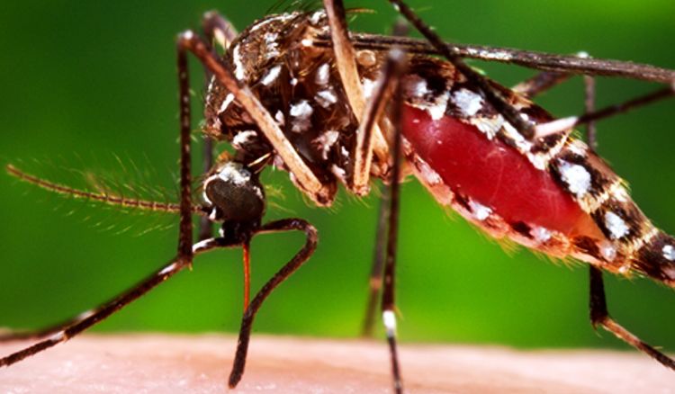 Common Guidelines To Be Followed For Dengue Treatment